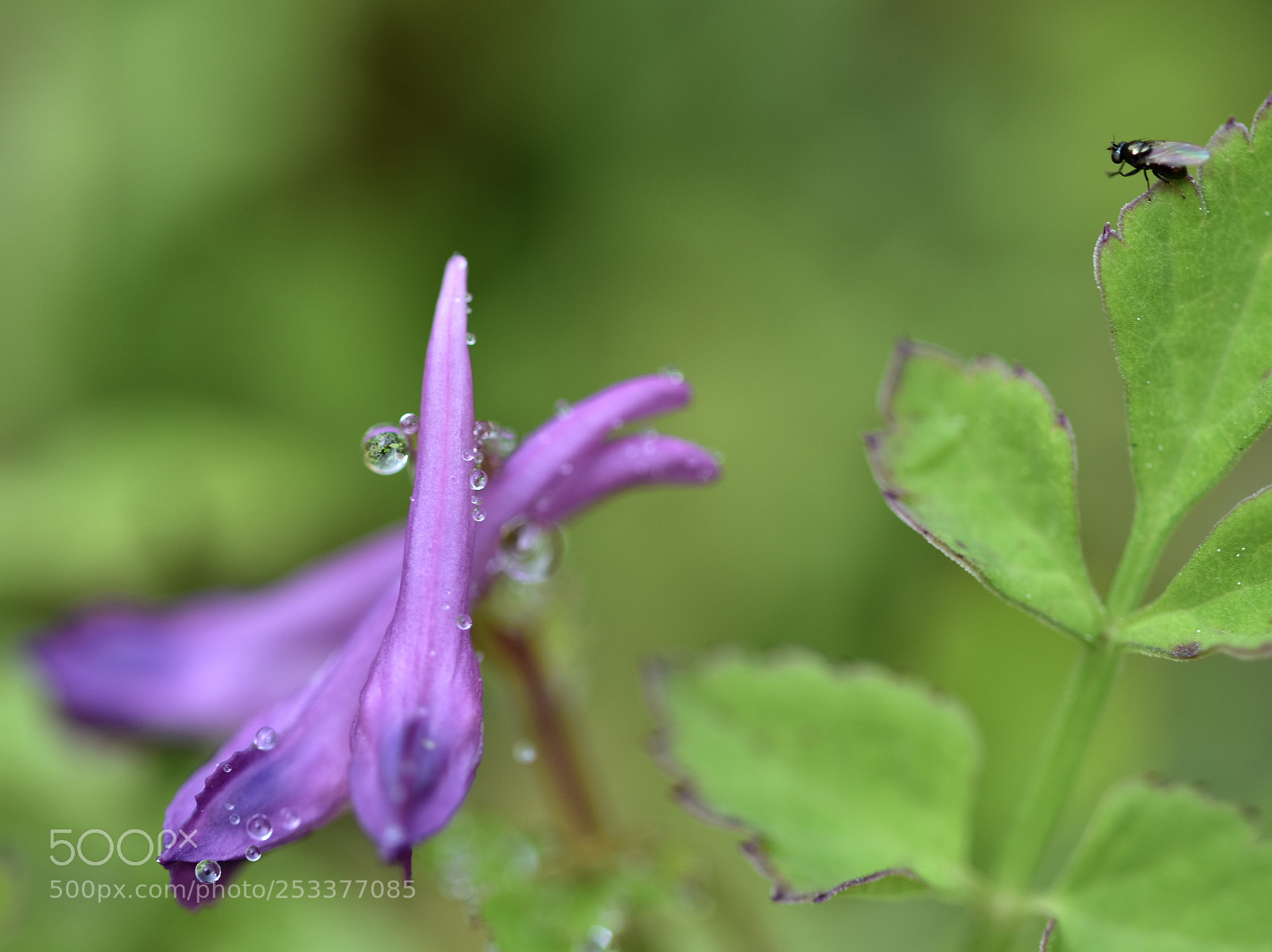 Nikon D7200 sample photo. Drop of water photography