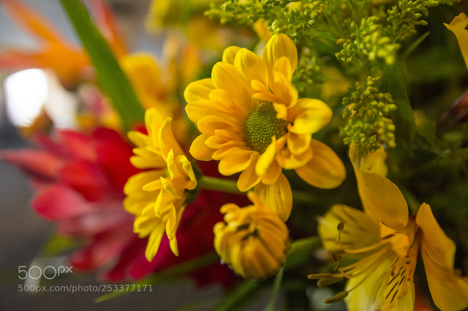 Nikon D7100 sample photo. Yellow! photography
