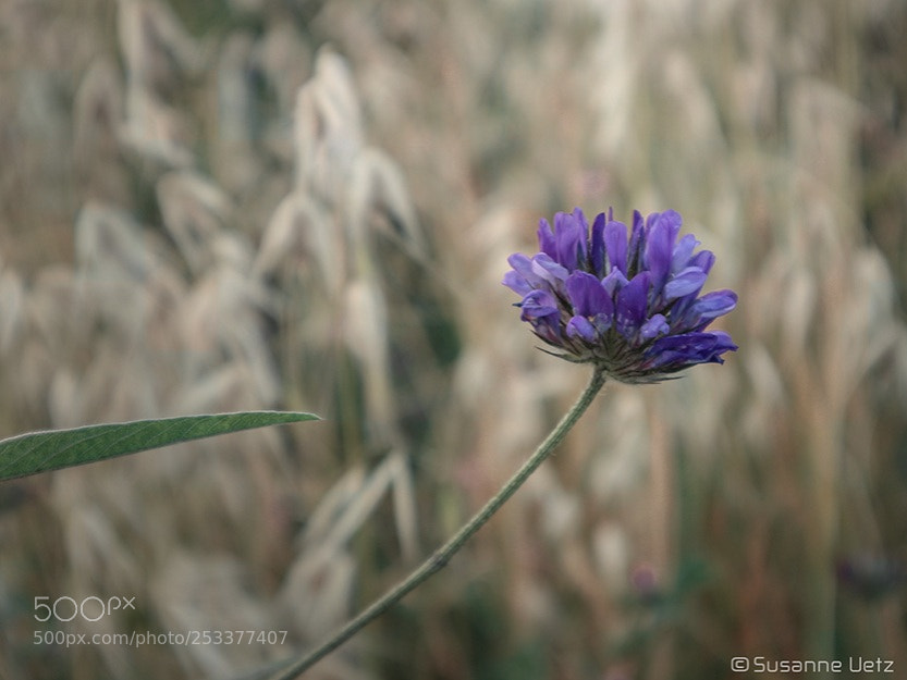 Canon EOS M10 sample photo. Sometimes loneliness is a photography