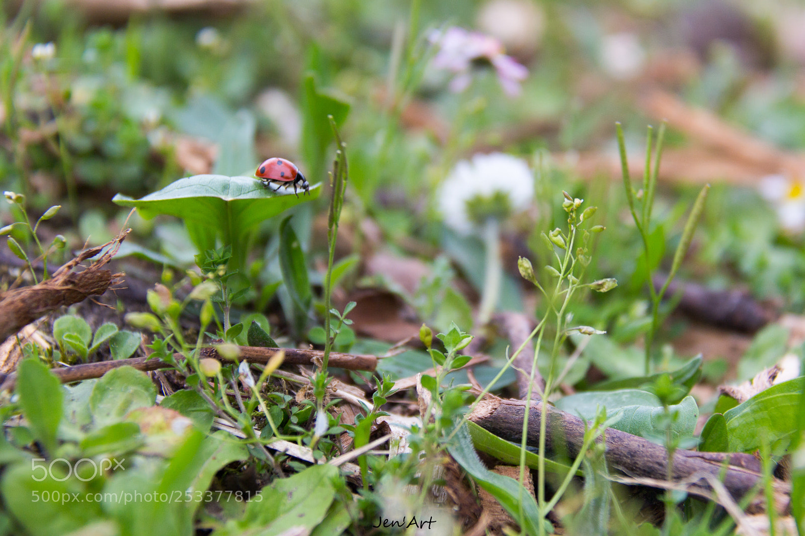 Canon EOS 700D (EOS Rebel T5i / EOS Kiss X7i) sample photo. Untitled photography
