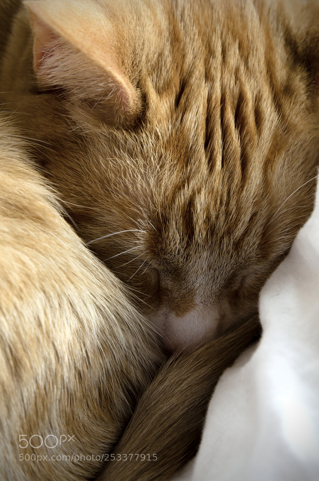 Nikon D7000 sample photo. Sweet dreams photography