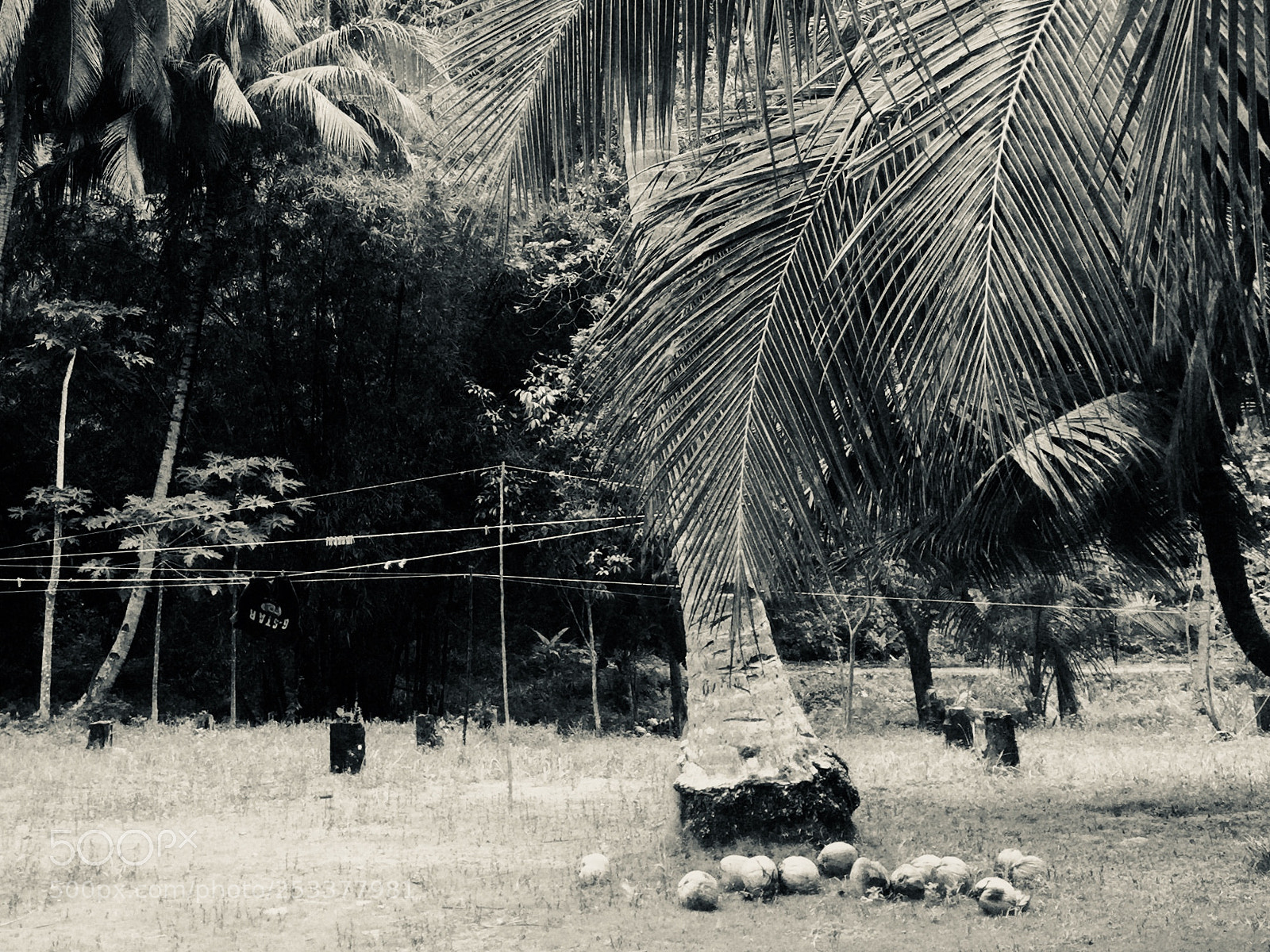 Apple iPhone 6 sample photo. Coconuts photography