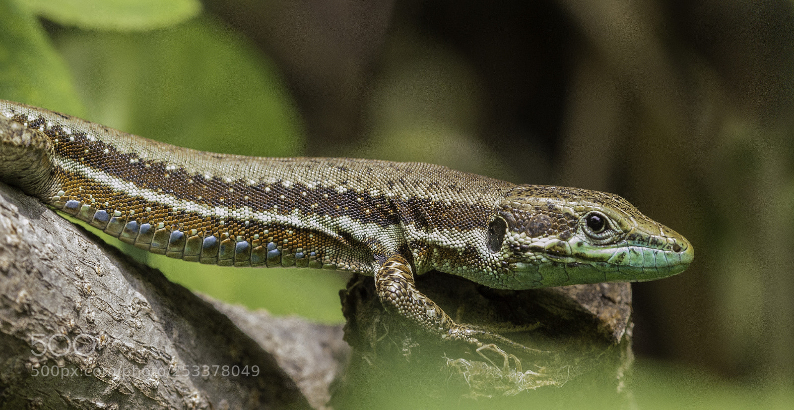 Nikon D3200 sample photo. Lizard photography