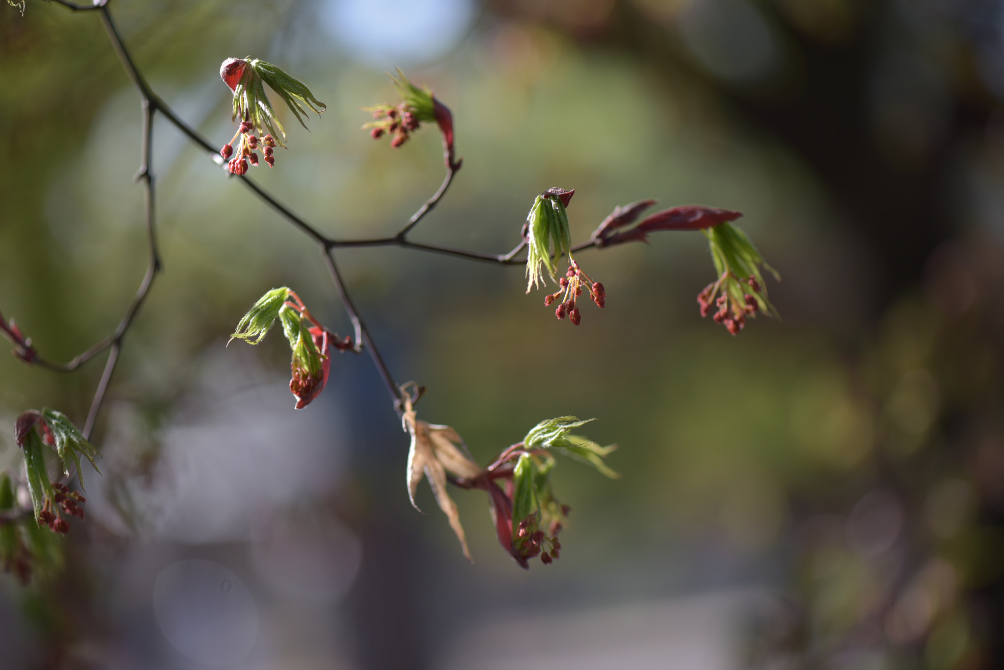 Nikon AF-S Micro-Nikkor 105mm F2.8G IF-ED VR sample photo