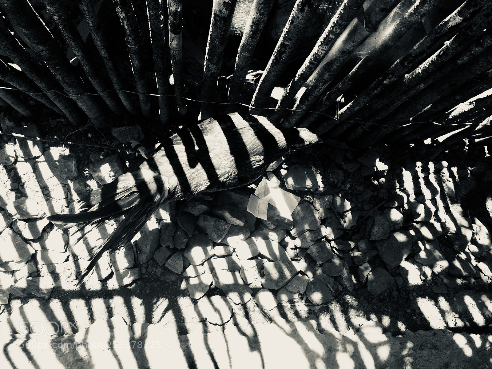 Apple iPhone 6 sample photo. Zebra photography