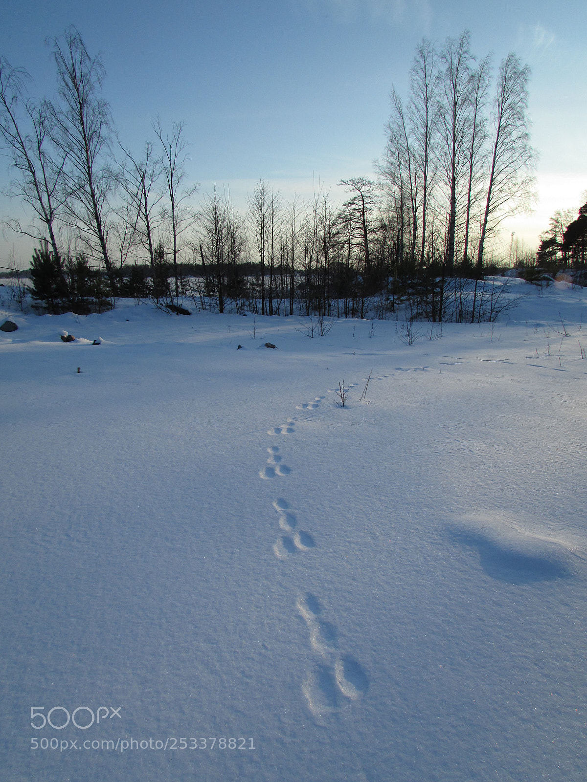 Canon PowerShot SX500 IS sample photo. Where the rabbit lives photography