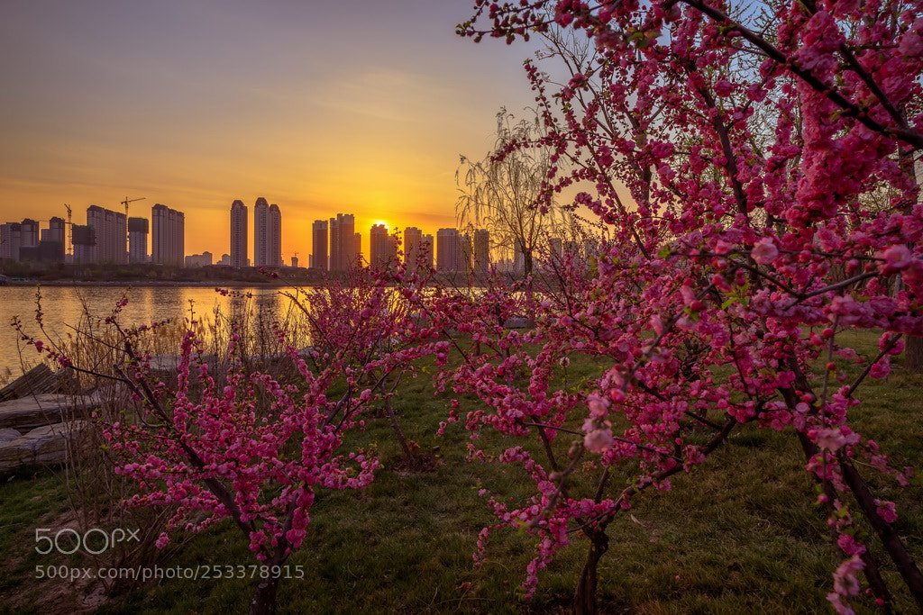Canon EOS 6D Mark II sample photo. Golden time photography