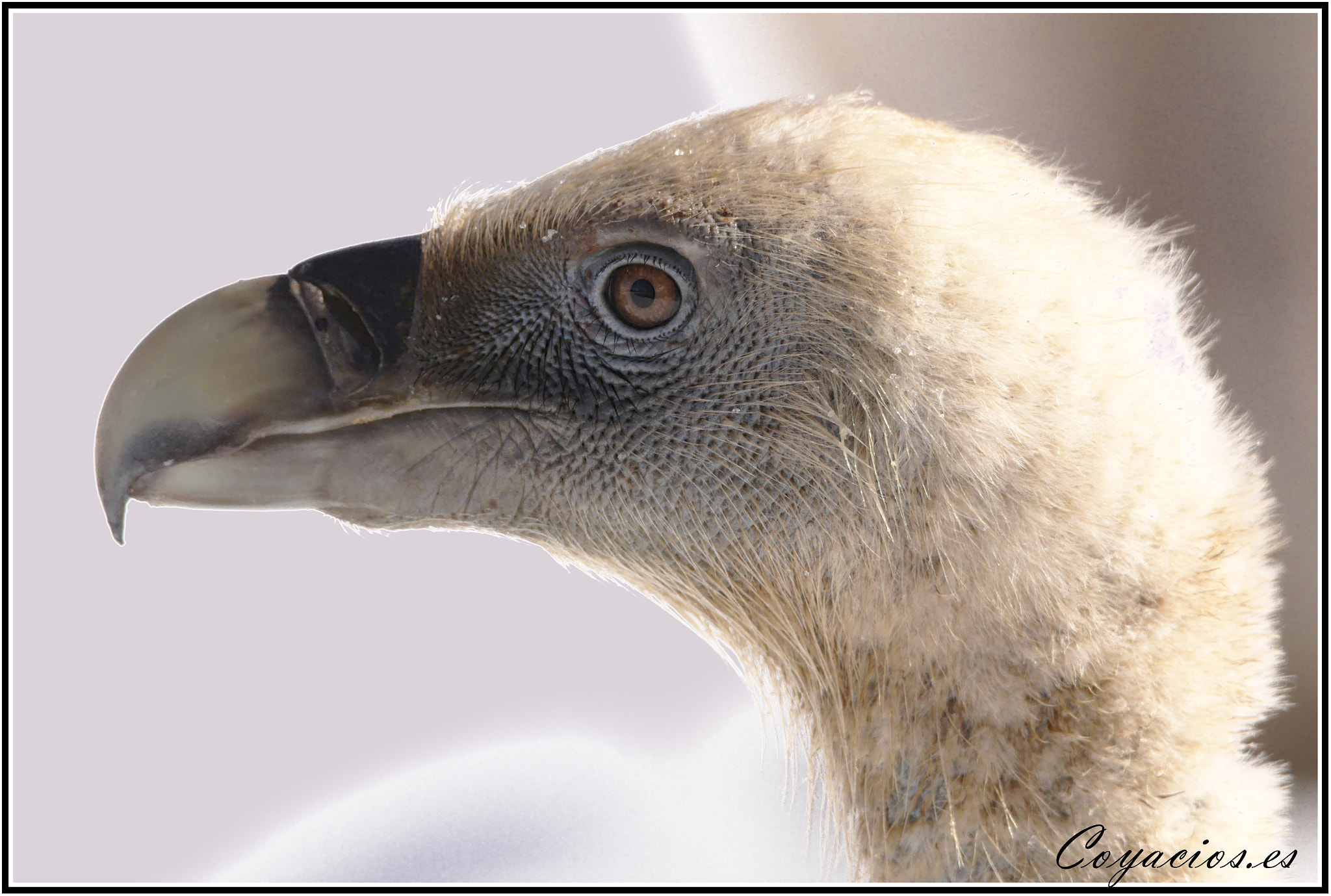 Canon EOS 7D Mark II sample photo. El perfil.... photography