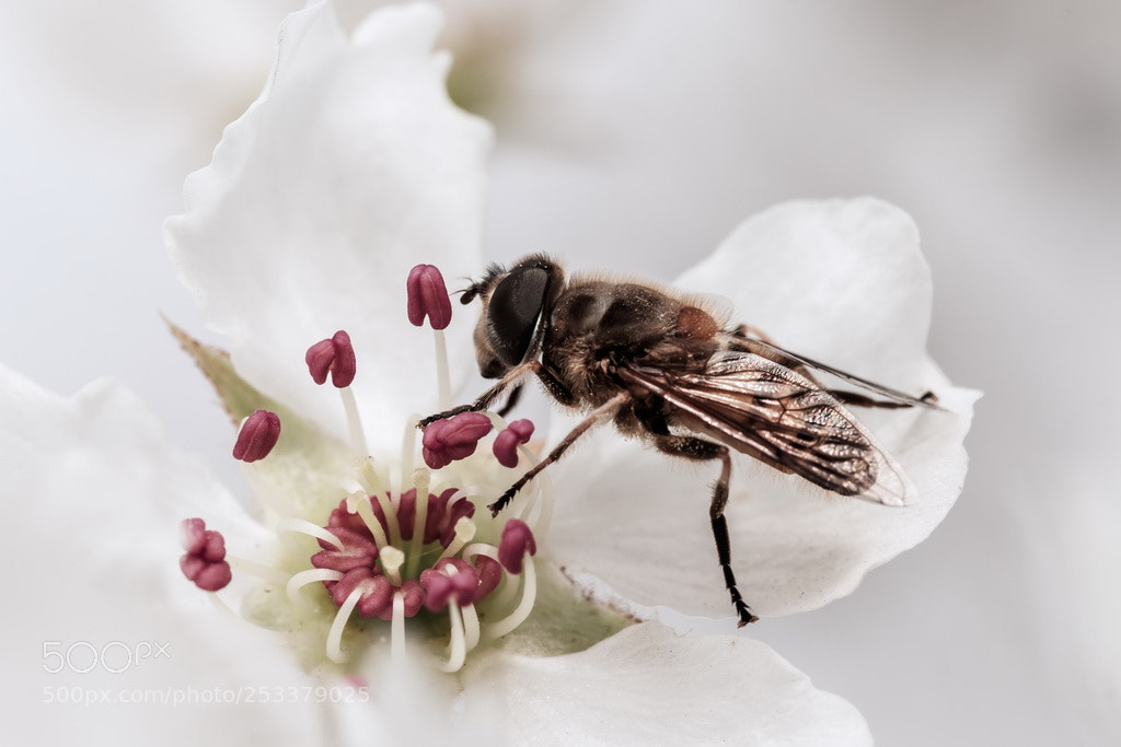 Canon EOS 70D sample photo. Flower and bee photography