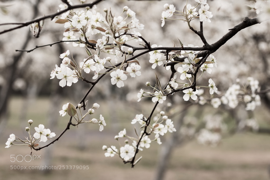Canon EOS 70D sample photo. White spring photography