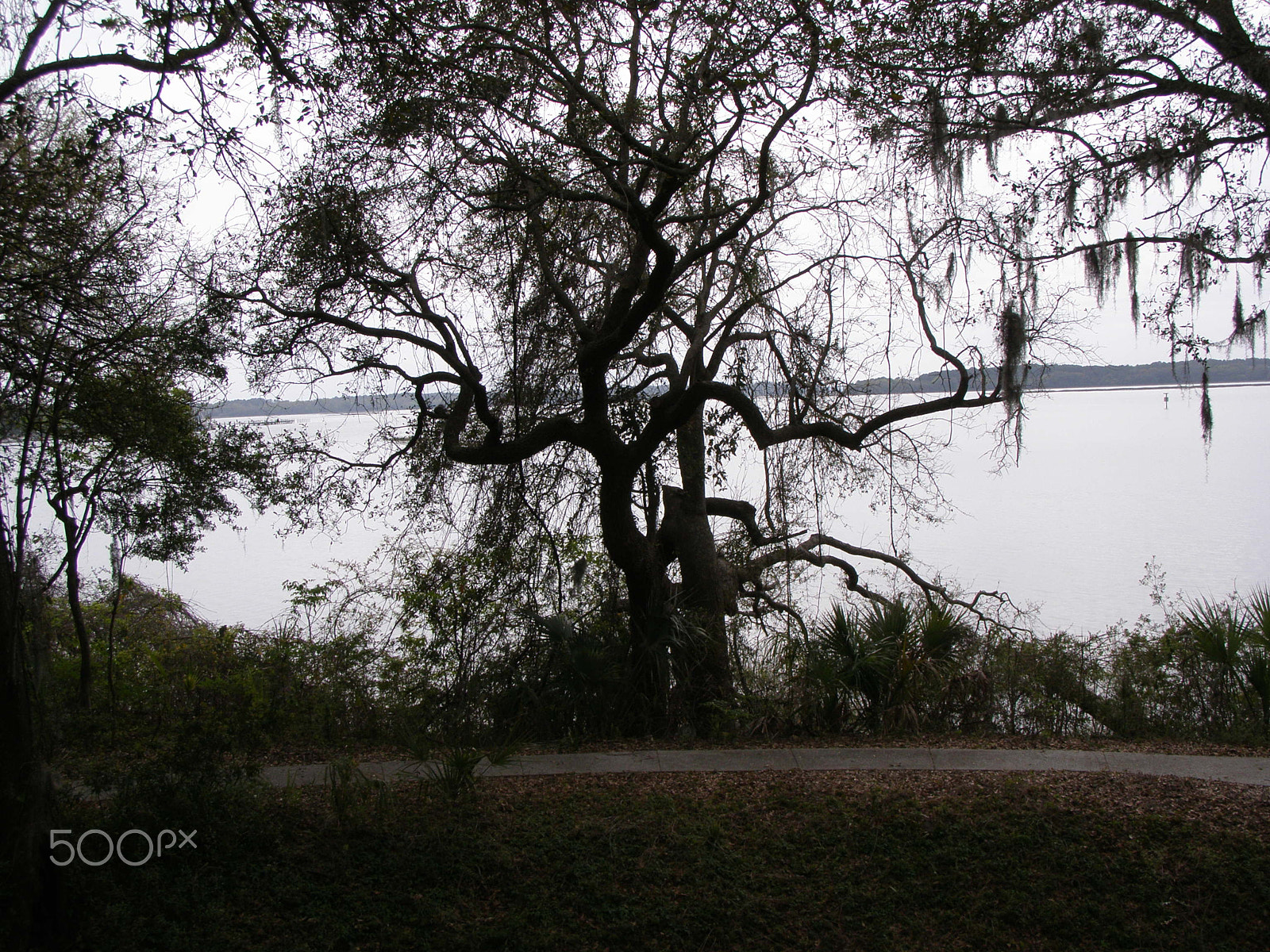 Olympus SP510UZ sample photo. Treescape photography