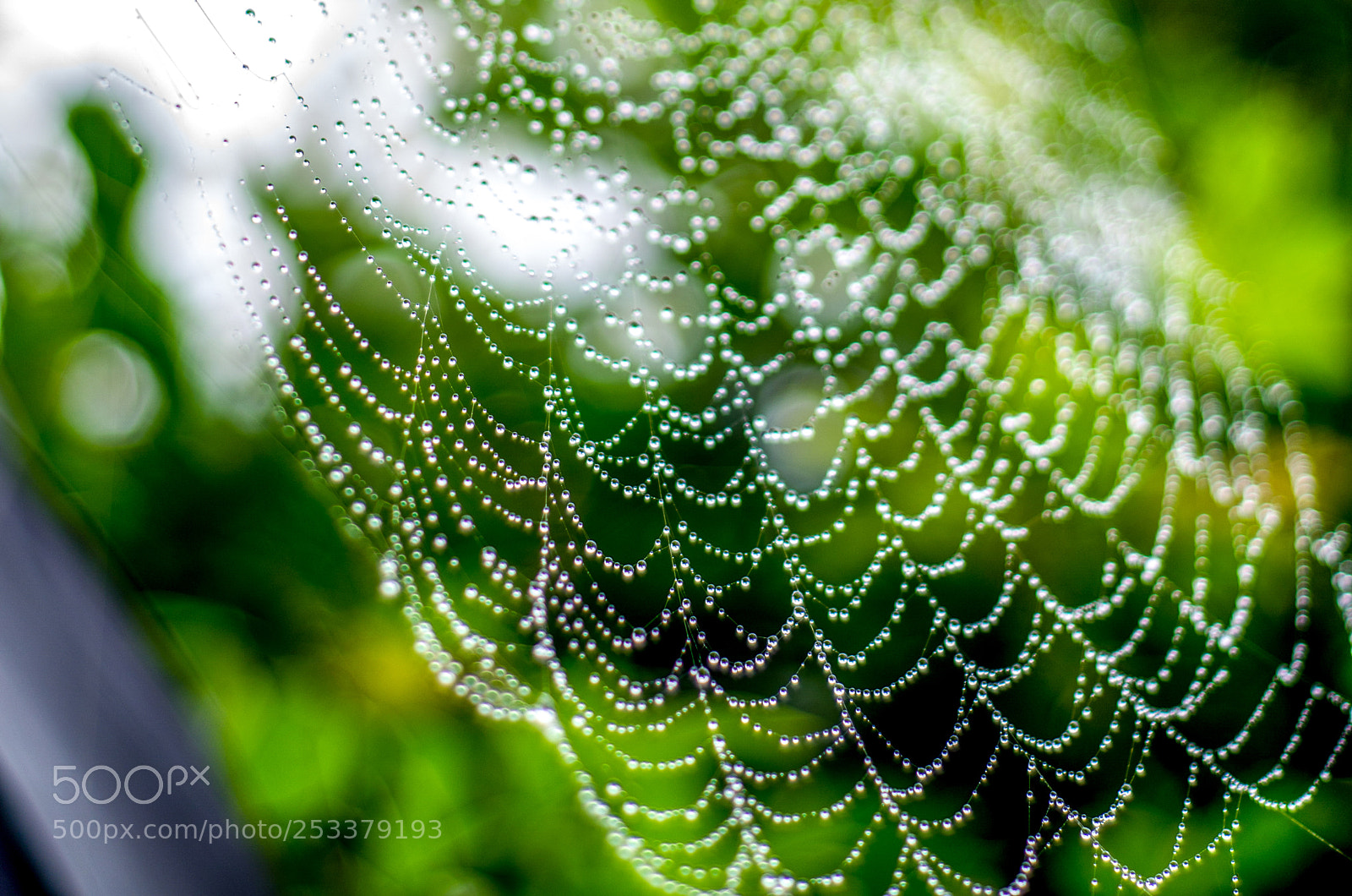 Nikon D7000 sample photo. Dew drops photography