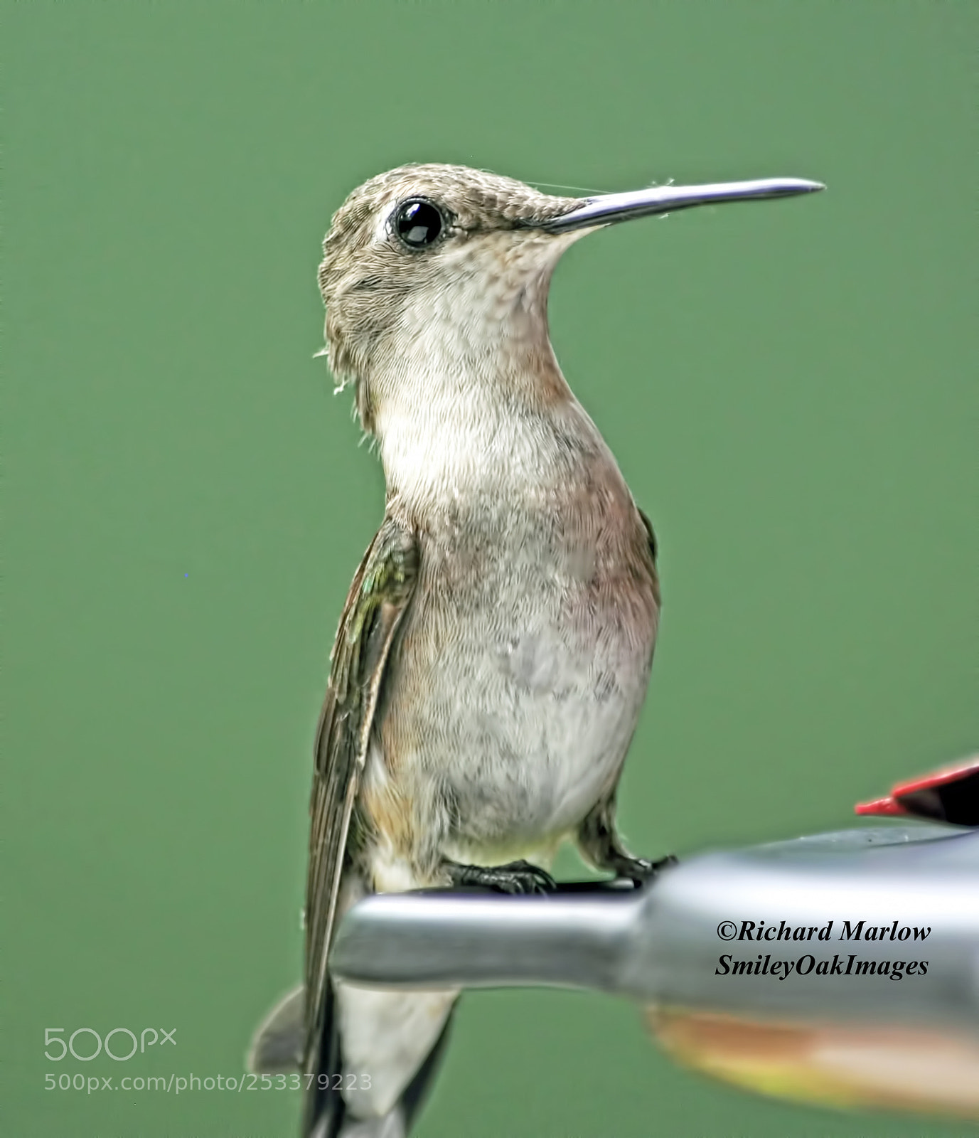 Nikon D5000 sample photo. Hummingbird photography