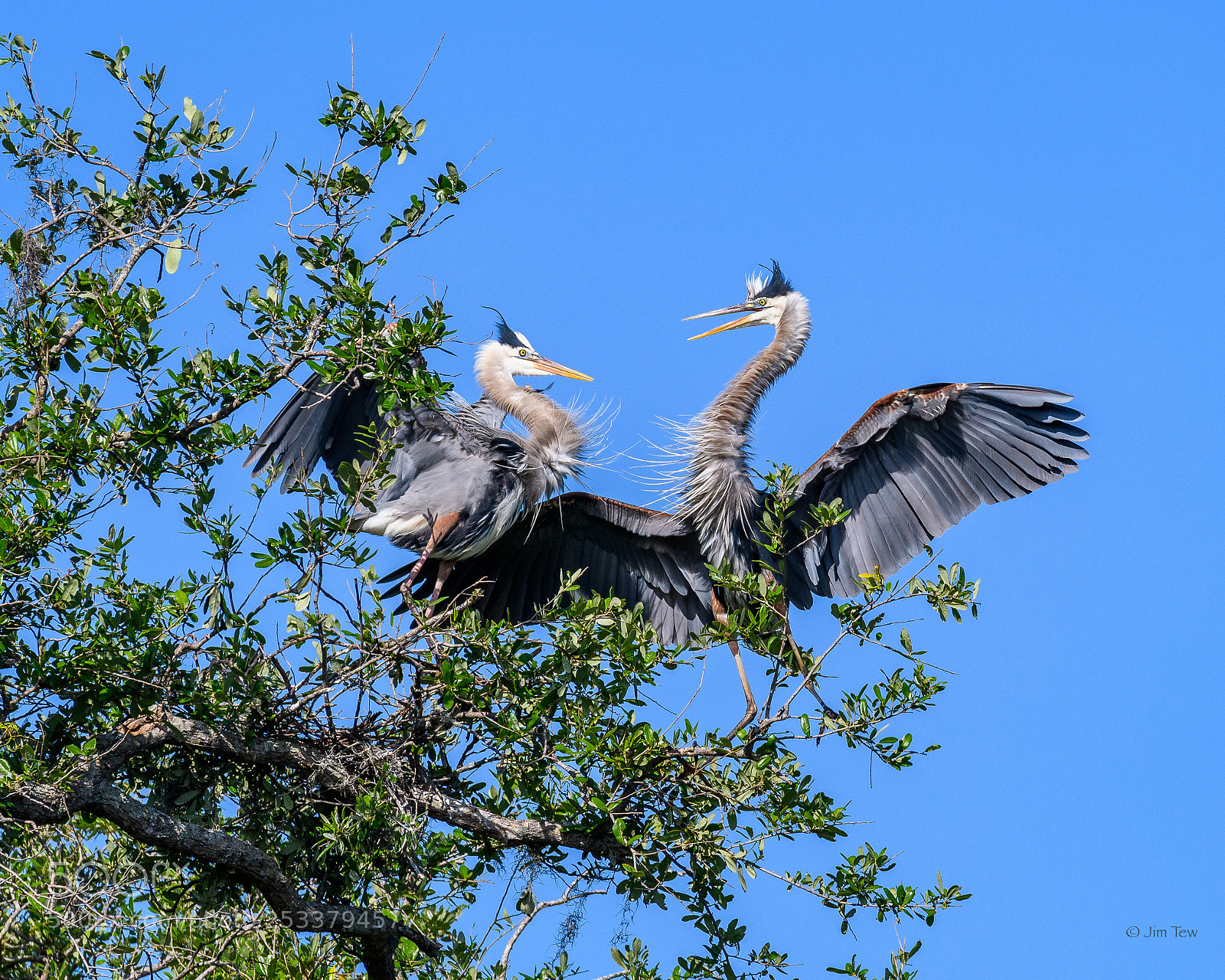 Nikon D7500 sample photo. Great blue herons photography