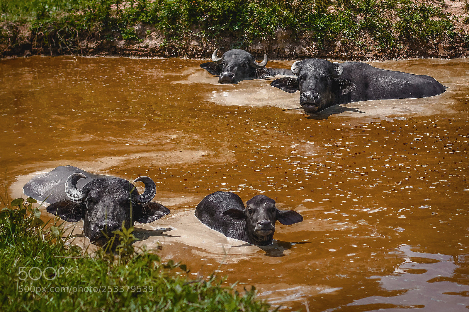 Canon EOS 60D sample photo. The buffaloes photography