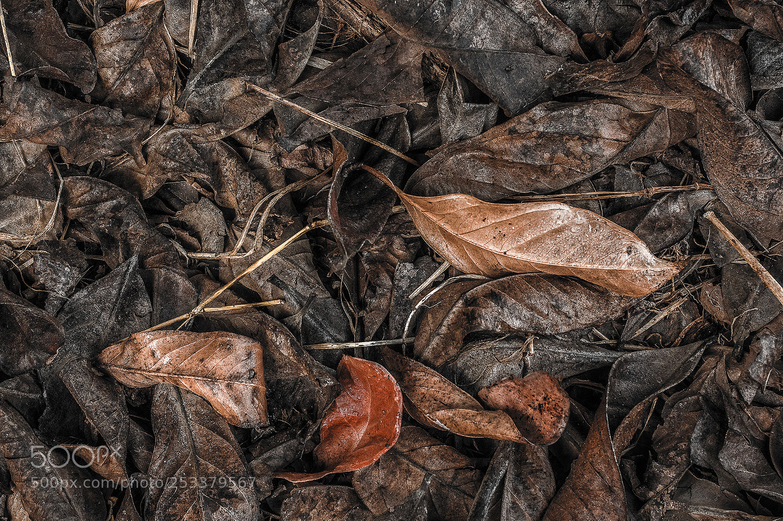 Canon EOS 60D sample photo. Brown leaves photography