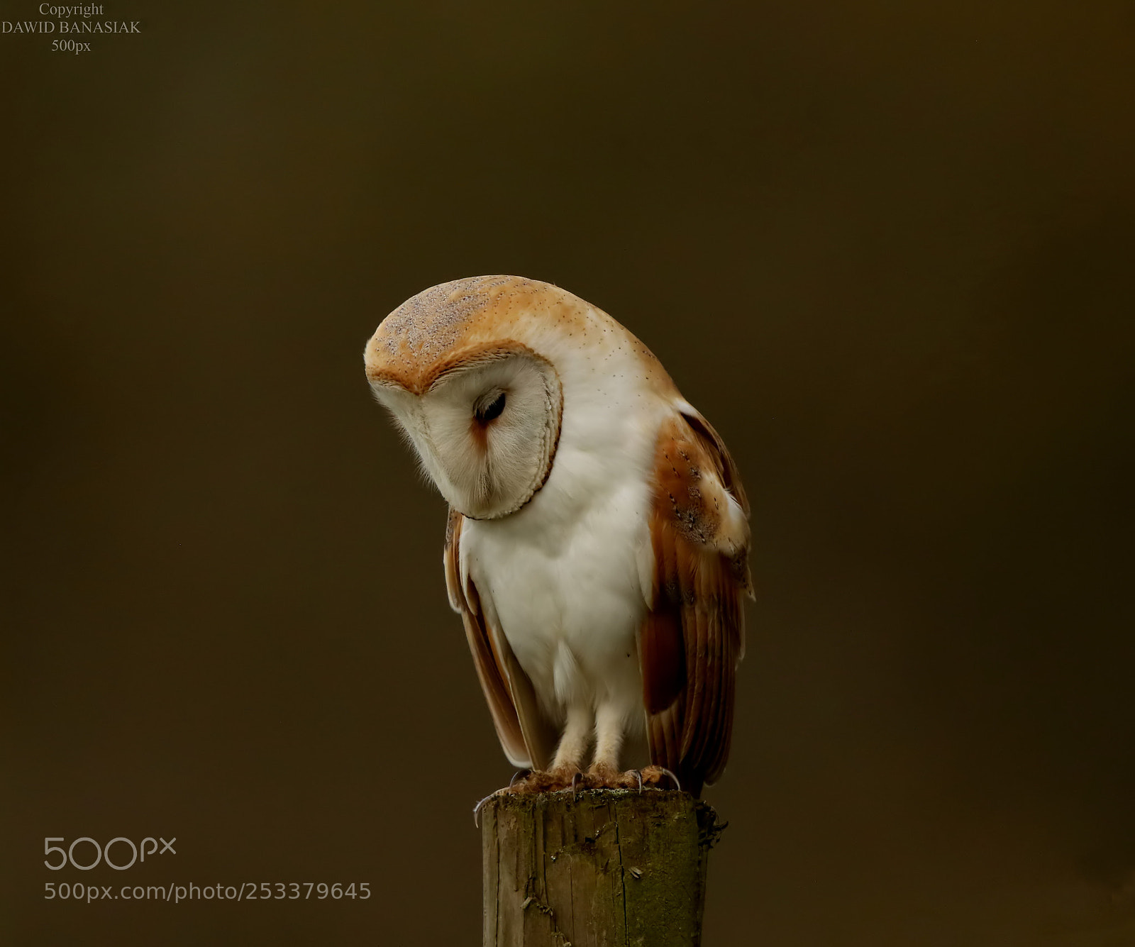 Canon EOS 7D Mark II sample photo. Barn owl photography