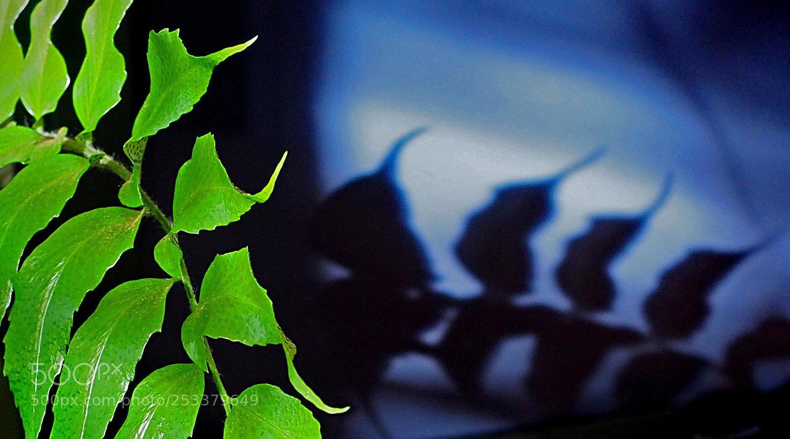 Olympus OM-D E-M5 II sample photo. I'm shadowing you. photography
