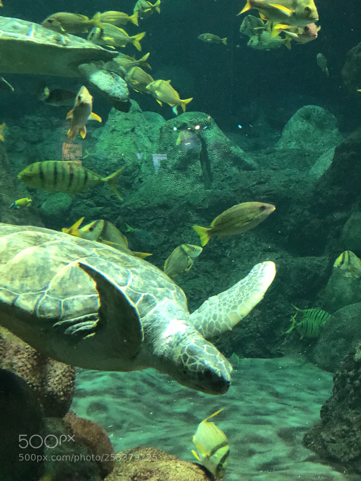 Apple iPhone 8 Plus sample photo. Sea turtle! photography