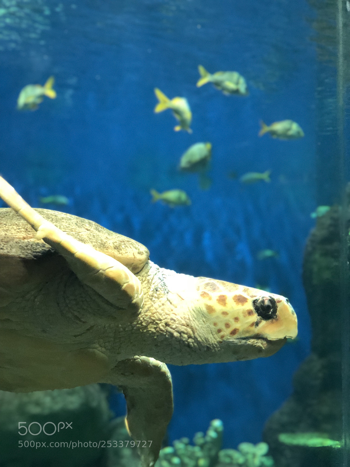 Apple iPhone 8 Plus sample photo. Sea turtle photography