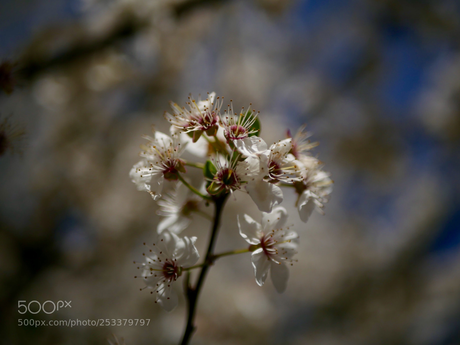 Panasonic Lumix DMC-GX85 (Lumix DMC-GX80 / Lumix DMC-GX7 Mark II) sample photo. Blossom  photography