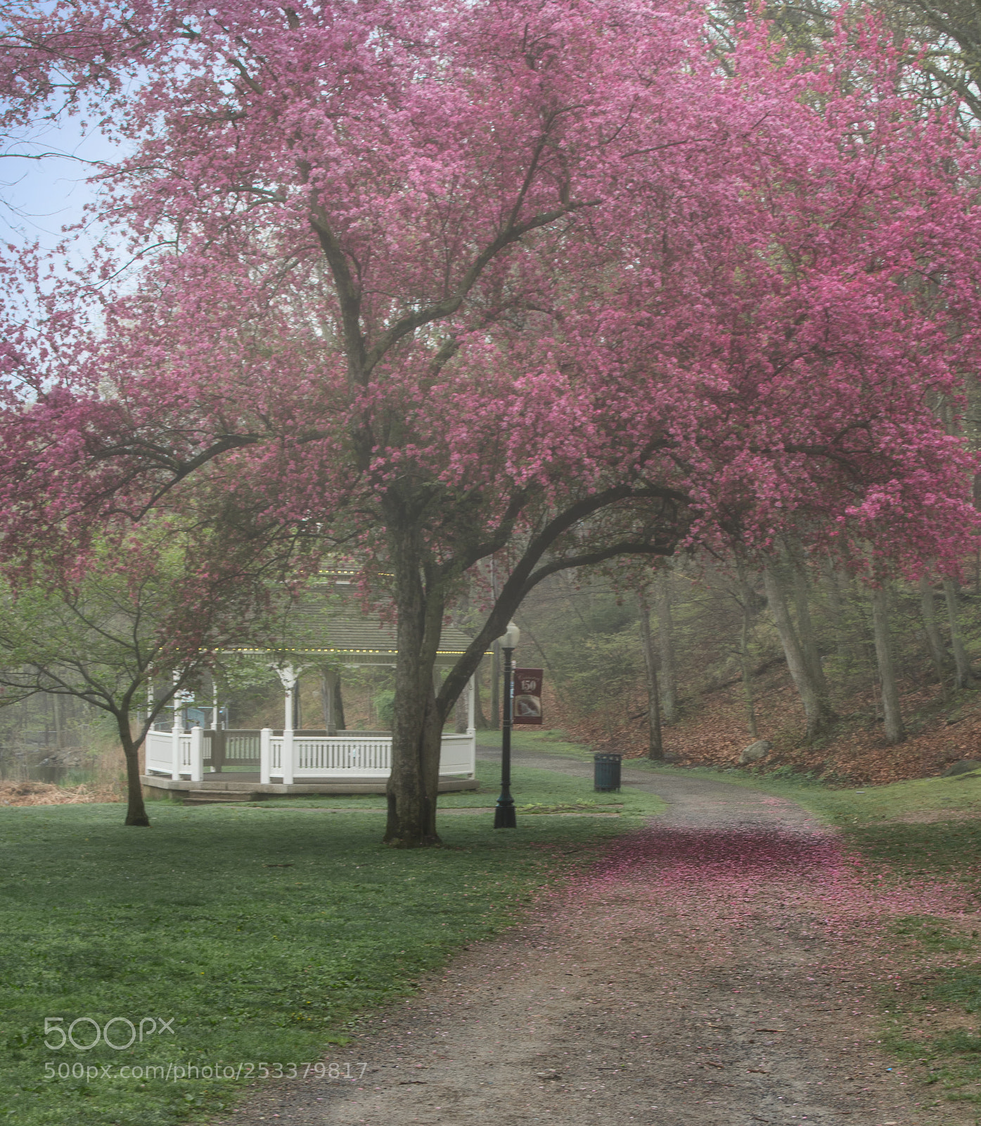 Canon EOS 550D (EOS Rebel T2i / EOS Kiss X4) sample photo. April blossoms photography
