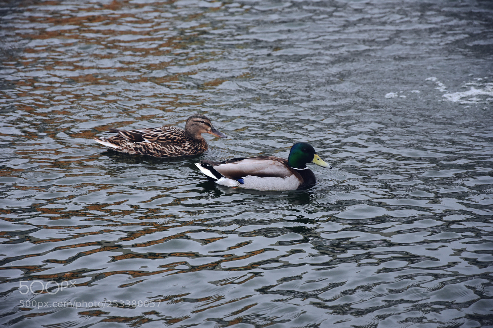 Nikon D7200 sample photo. Couple photography