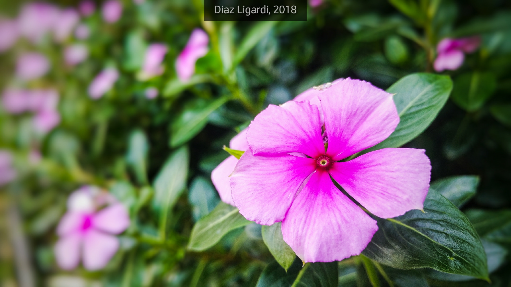 LG G5 SE sample photo. Pink flower photography