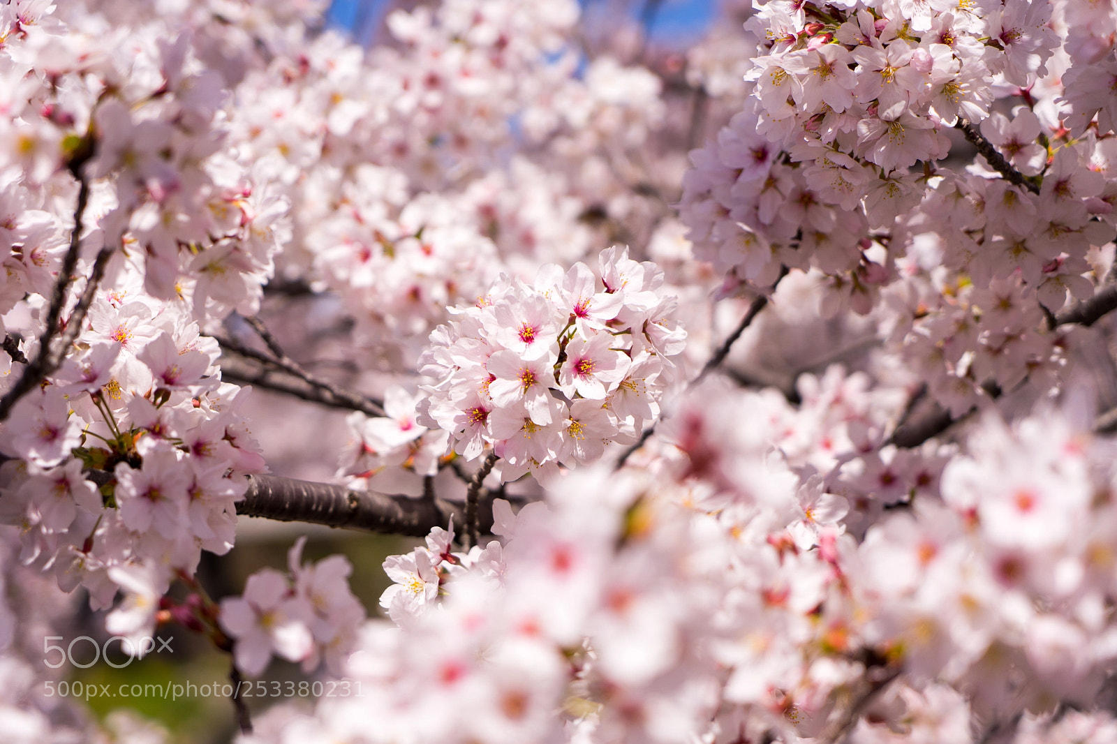 Sony a7 II sample photo. Cherry blossom photography