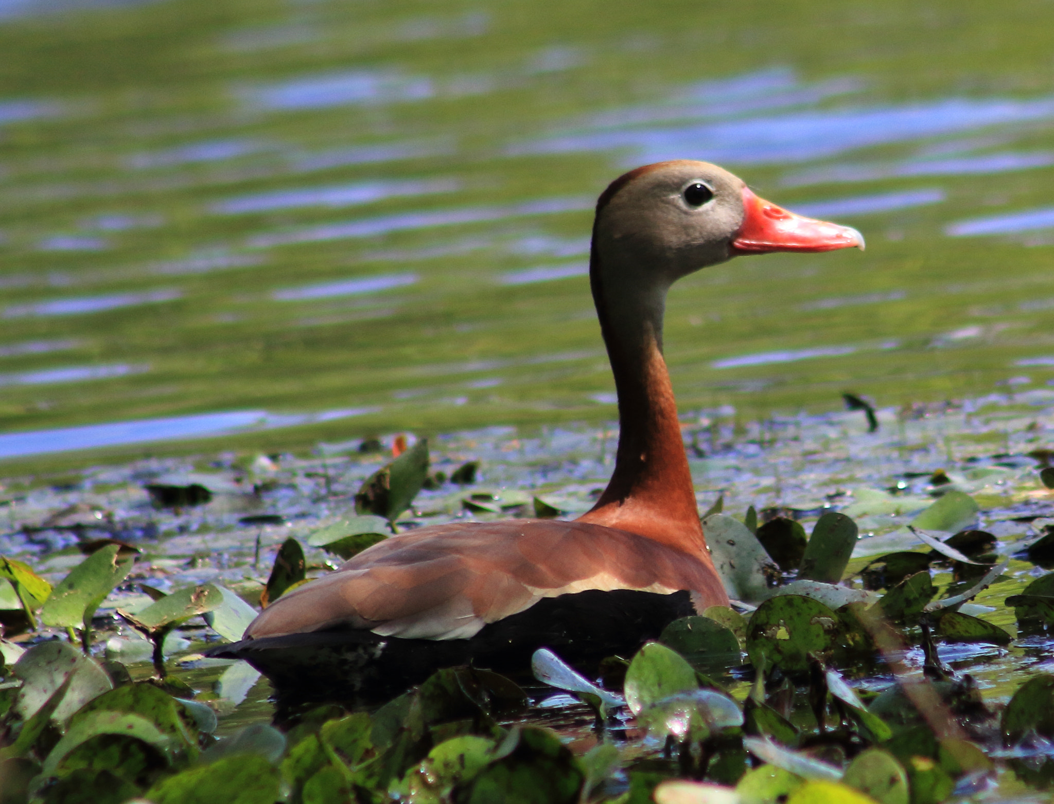 Canon EF 75-300mm f/4-5.6 sample photo. Duck photography