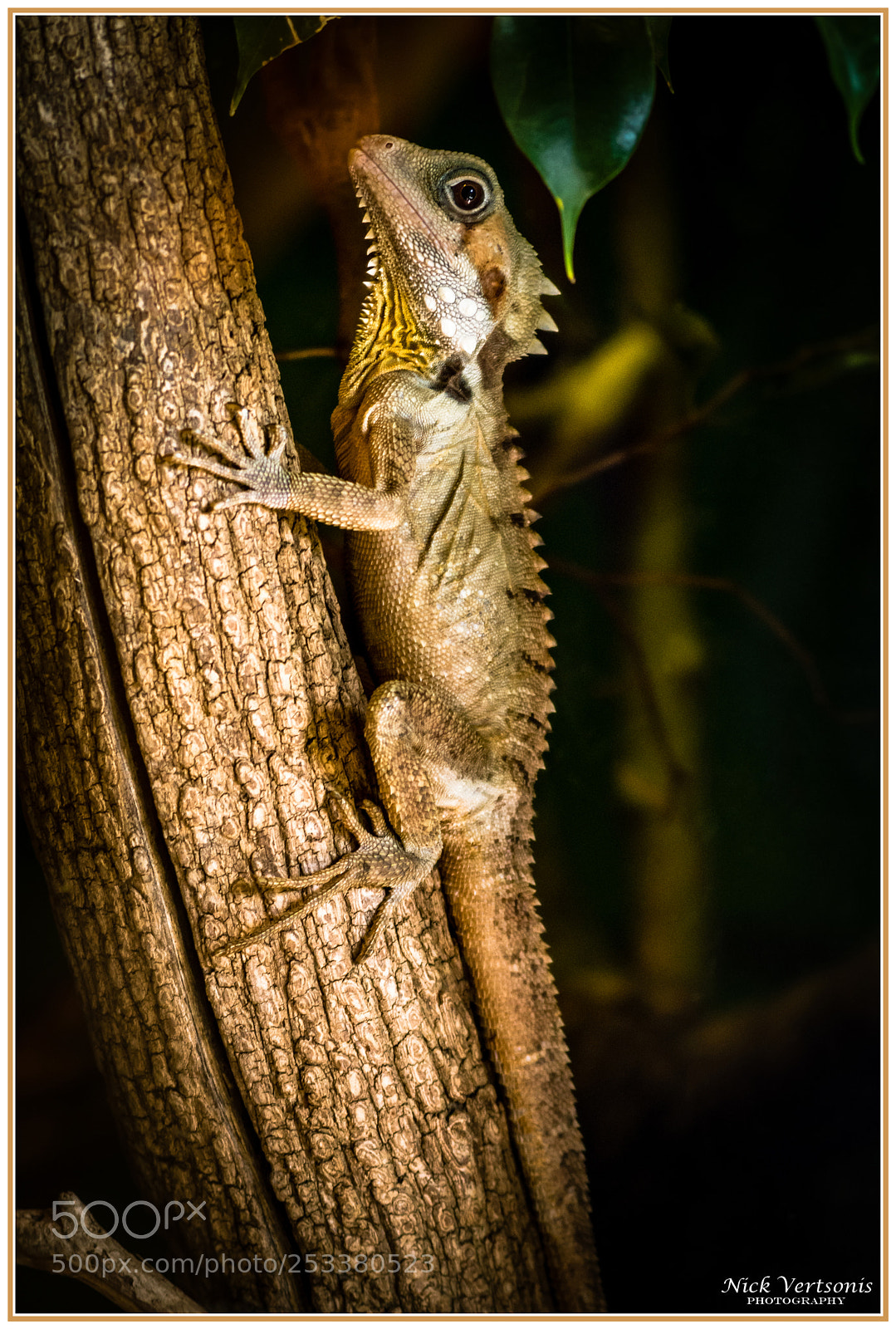 Nikon D7200 sample photo. The lizard... photography