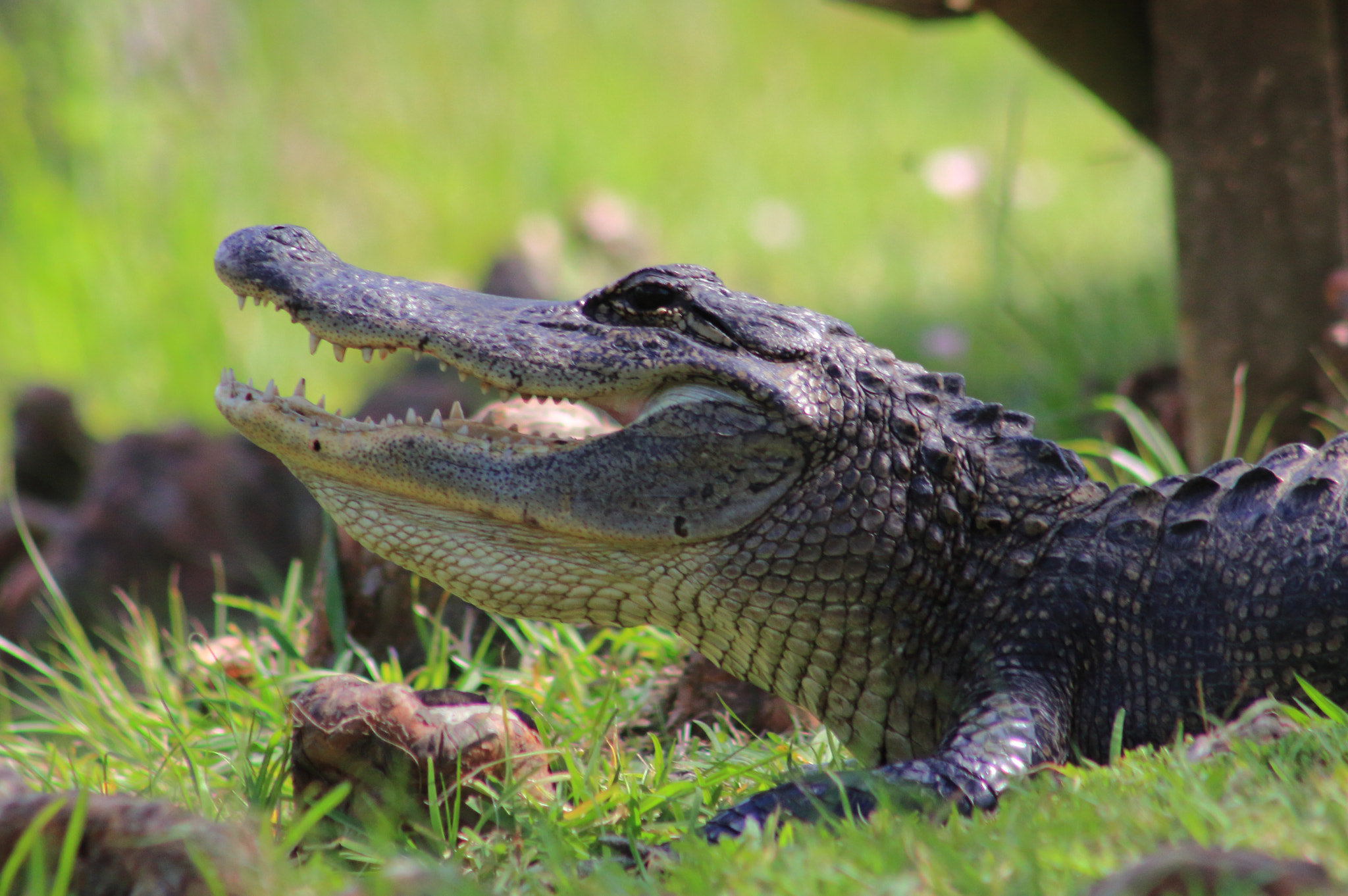 Canon EF 75-300mm f/4-5.6 sample photo. Gator photography