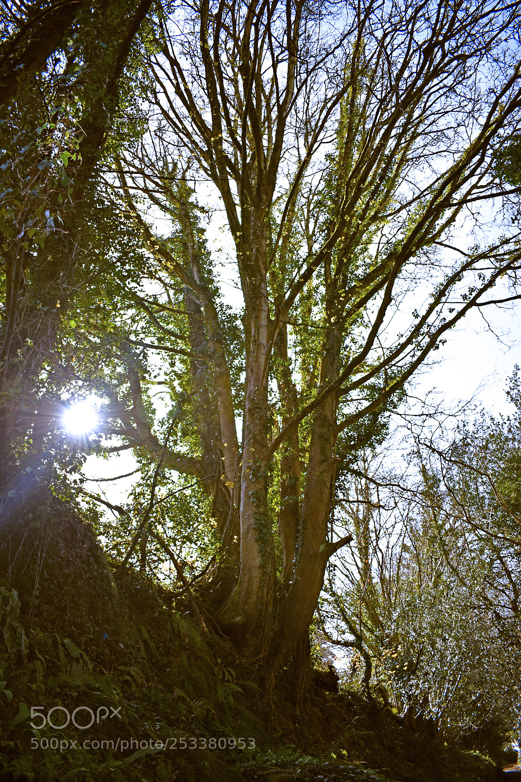 Nikon D5600 sample photo. Dsc photography