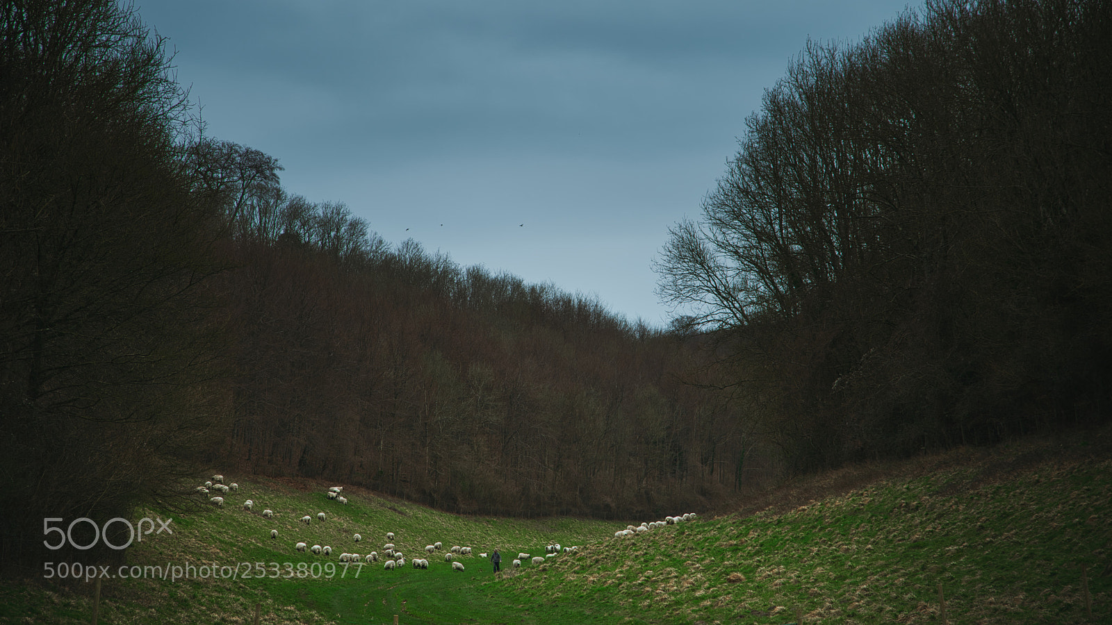 Nikon D800E sample photo. Valley photography