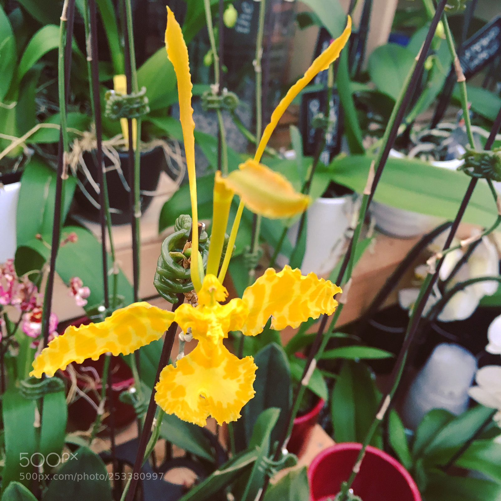 Apple iPhone 6s sample photo. Psychopsis orchids  photography