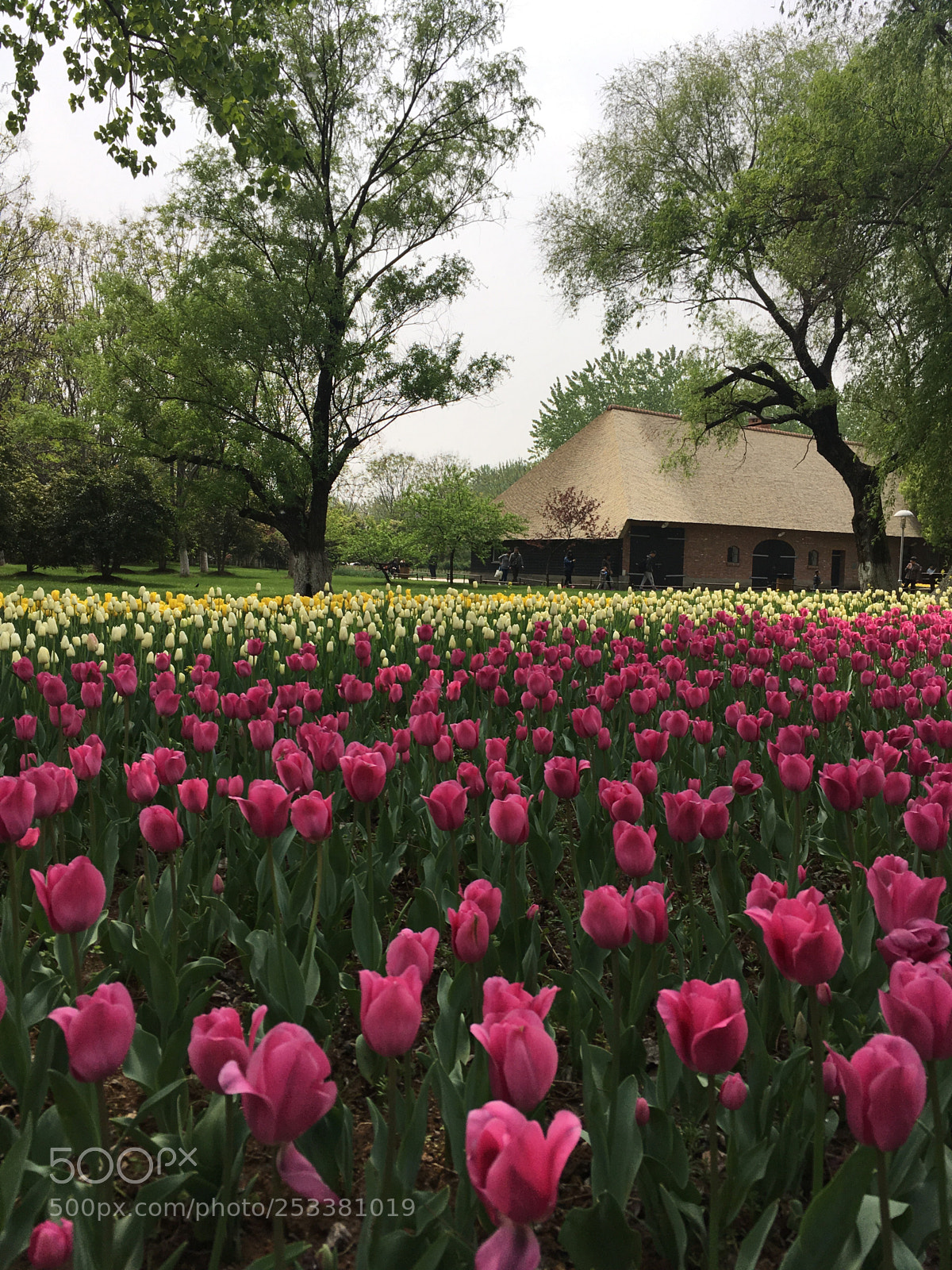 Apple iPhone SE sample photo. Tulips  photography