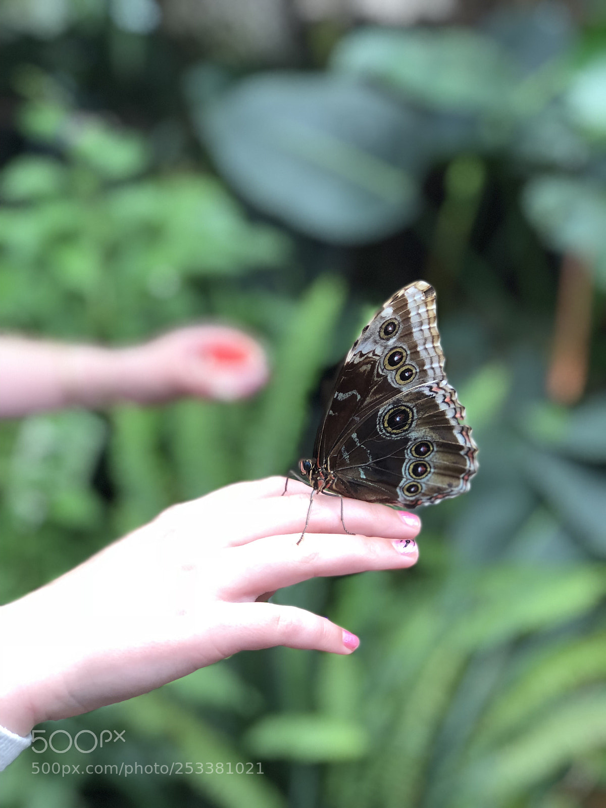 Apple iPhone 8 Plus sample photo. Butterfly jungle!  photography