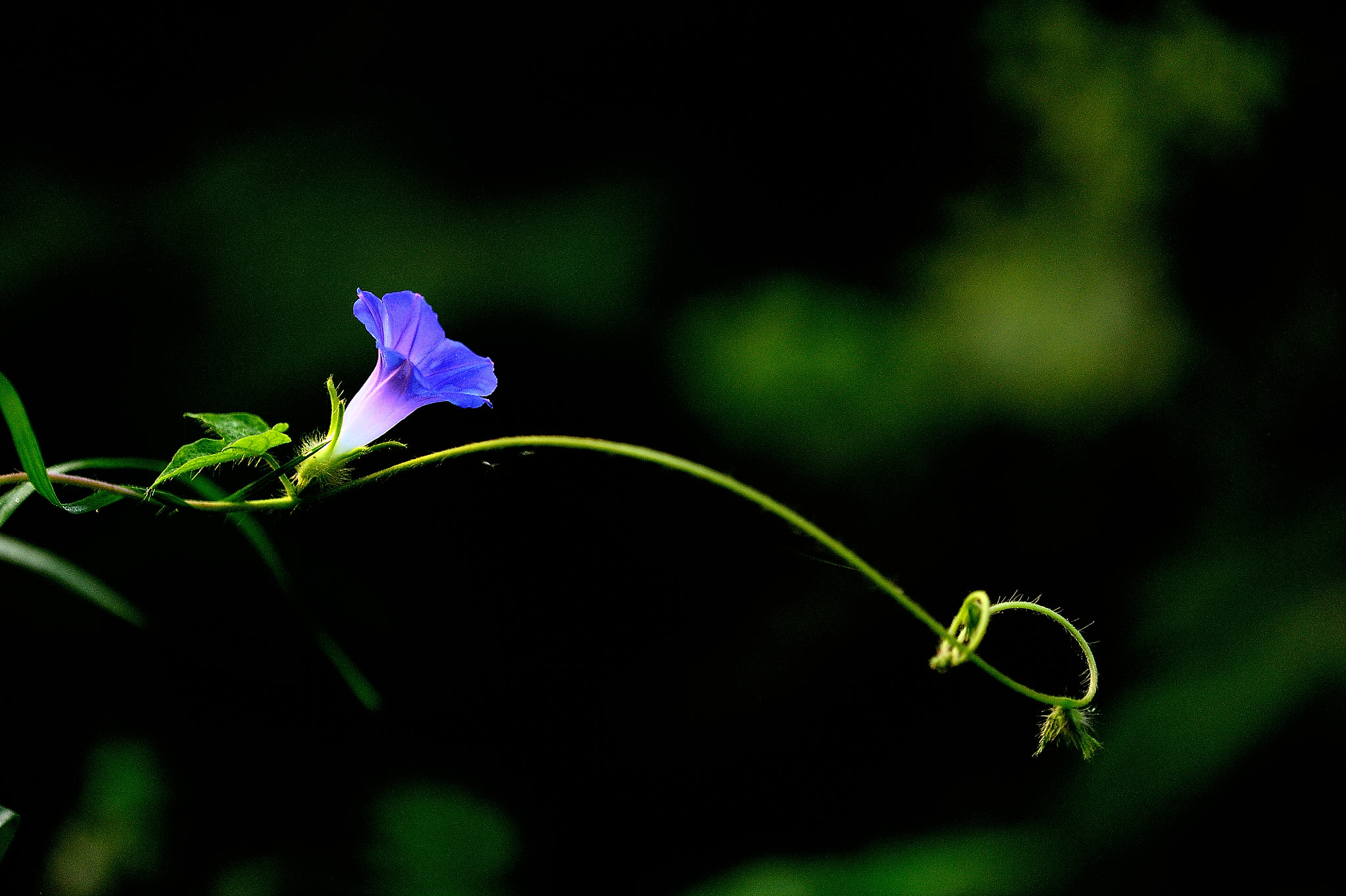 Tamron SP AF 180mm F3.5 Di LD (IF) Macro sample photo. 喇叭花 photography