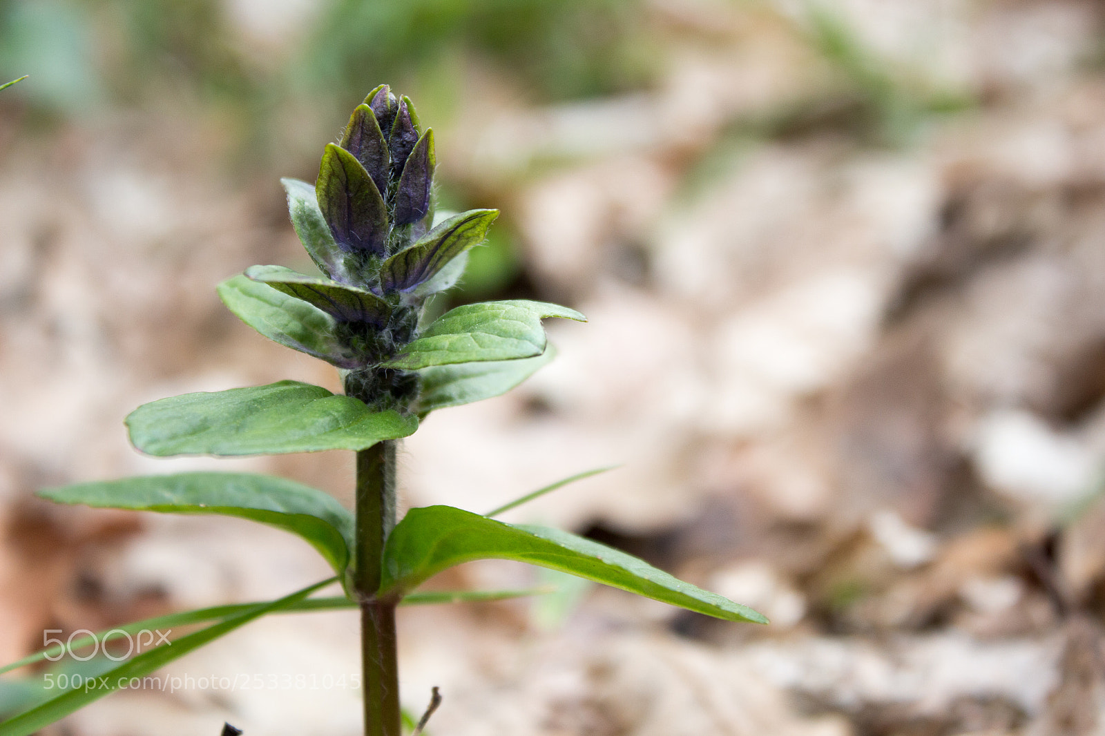 Canon EOS 100D (EOS Rebel SL1 / EOS Kiss X7) sample photo. Flower in the woods photography