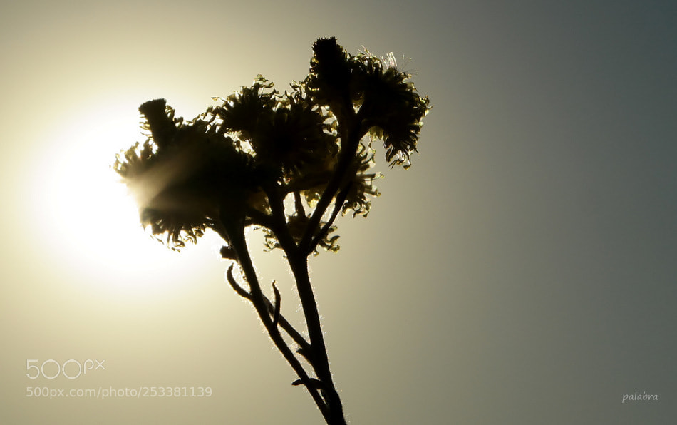 Samsung NX30 sample photo. ... photography