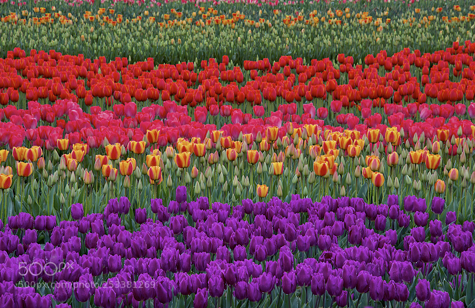 Nikon D810 sample photo. Rainbow of tulips photography