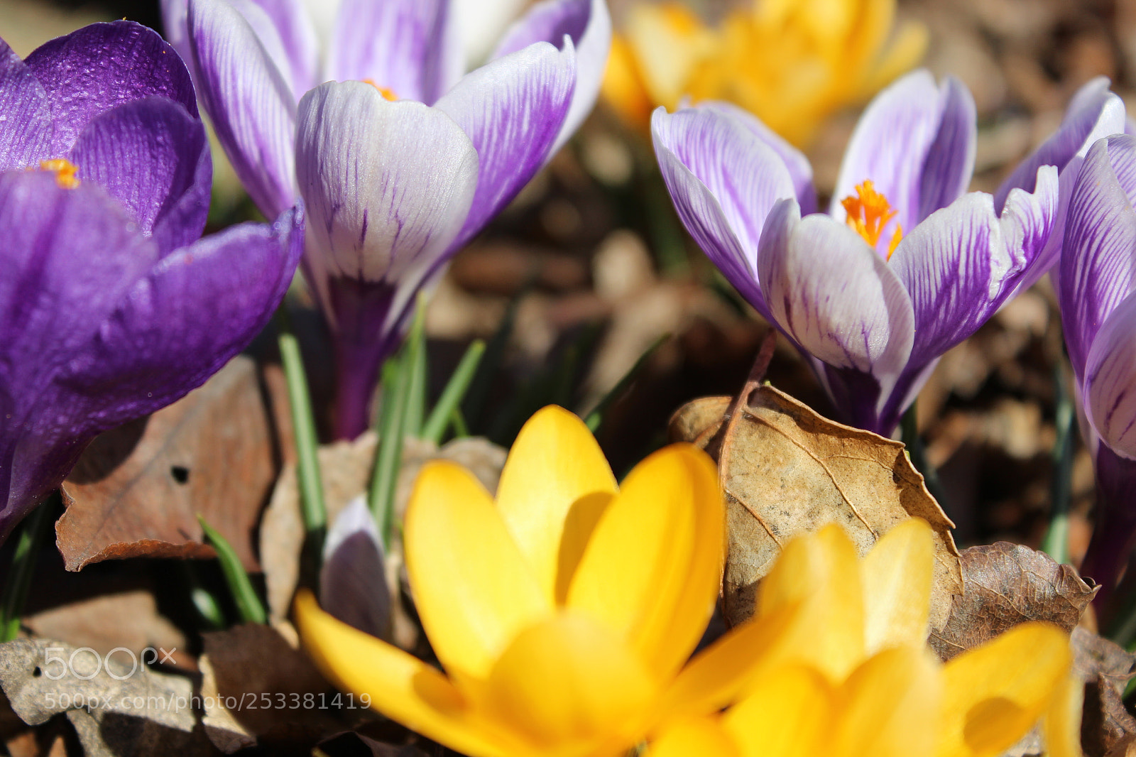 Canon EOS 600D (Rebel EOS T3i / EOS Kiss X5) sample photo. Colorful flowers blooming in photography