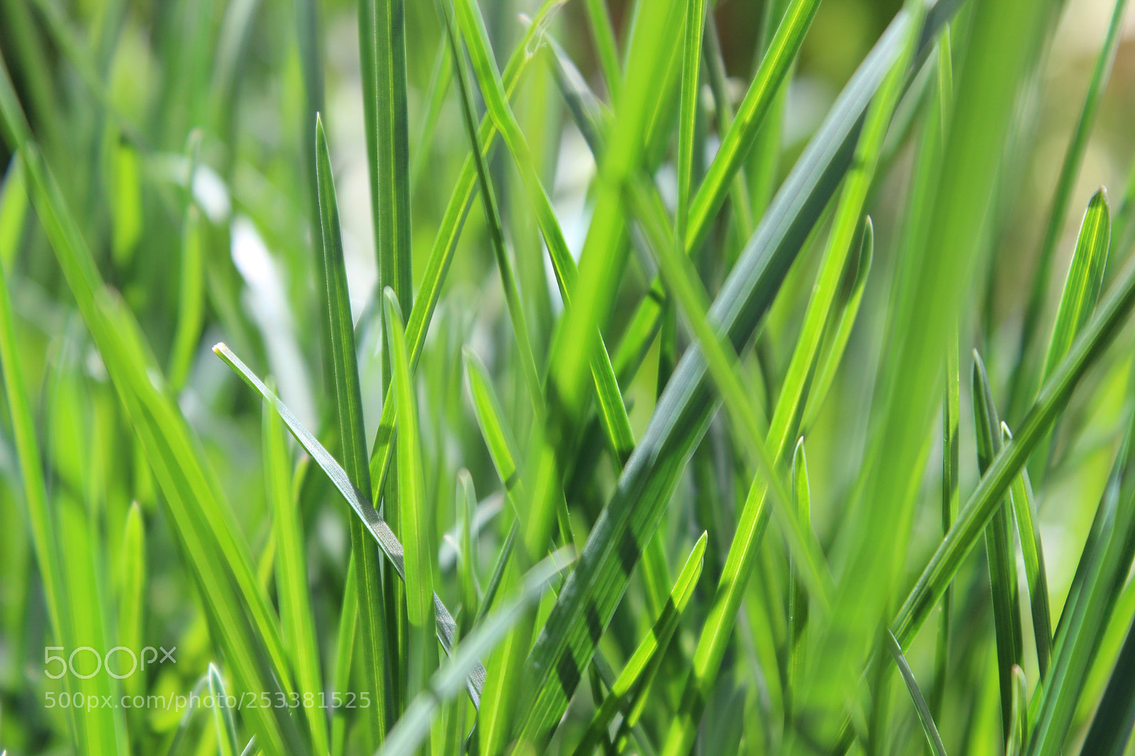 Canon EOS 600D (Rebel EOS T3i / EOS Kiss X5) sample photo. Blades of grass background photography