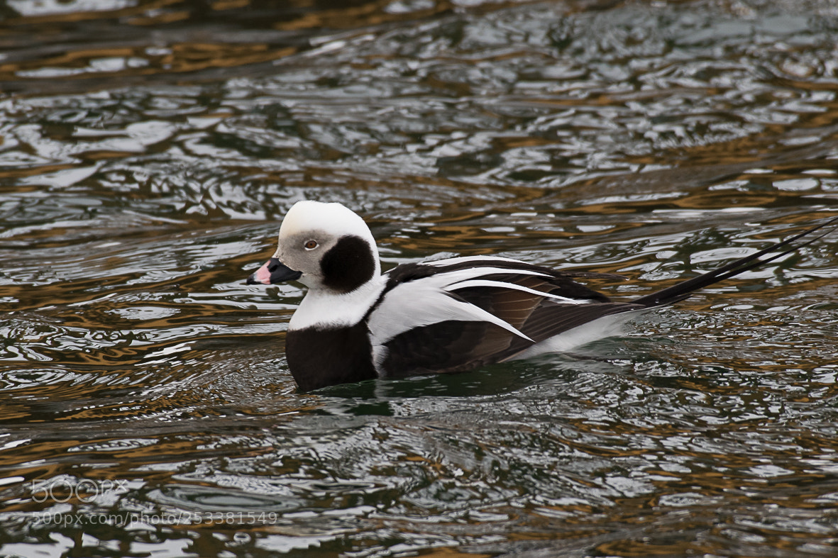 Nikon D3300 sample photo. Long tailed duck photography