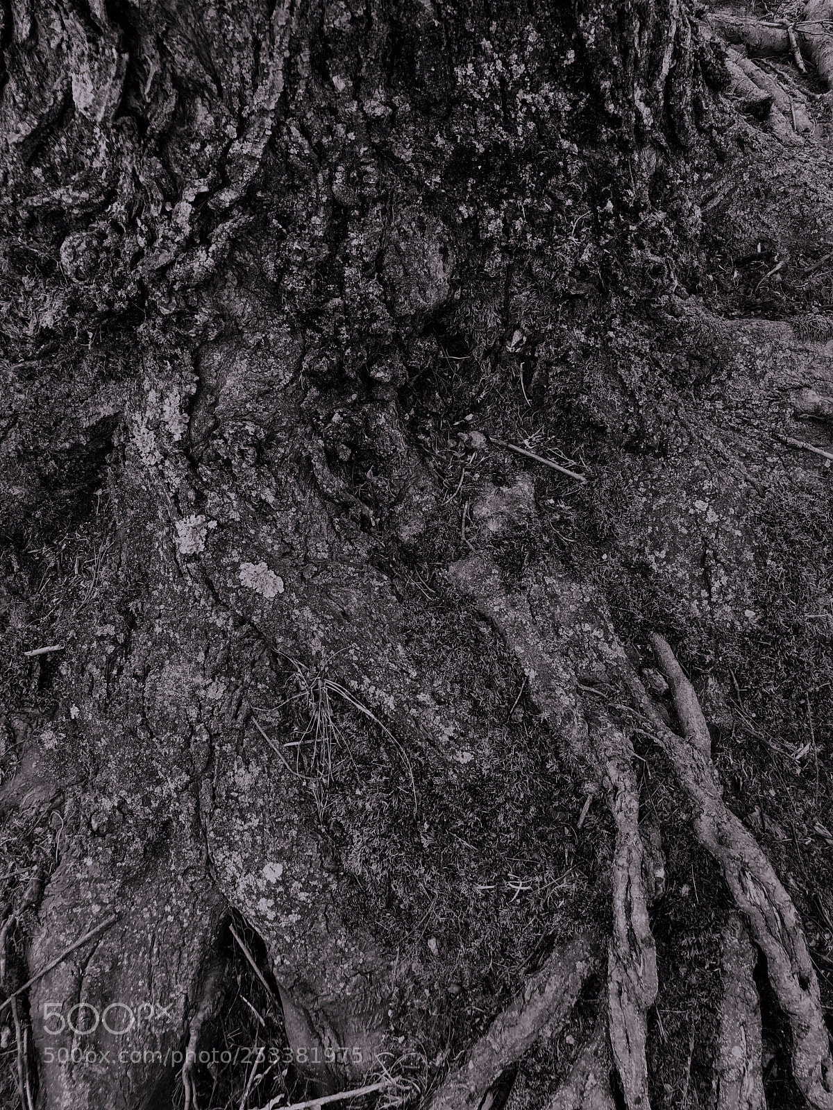 Apple iPhone 8 Plus sample photo. Tree trunk photography