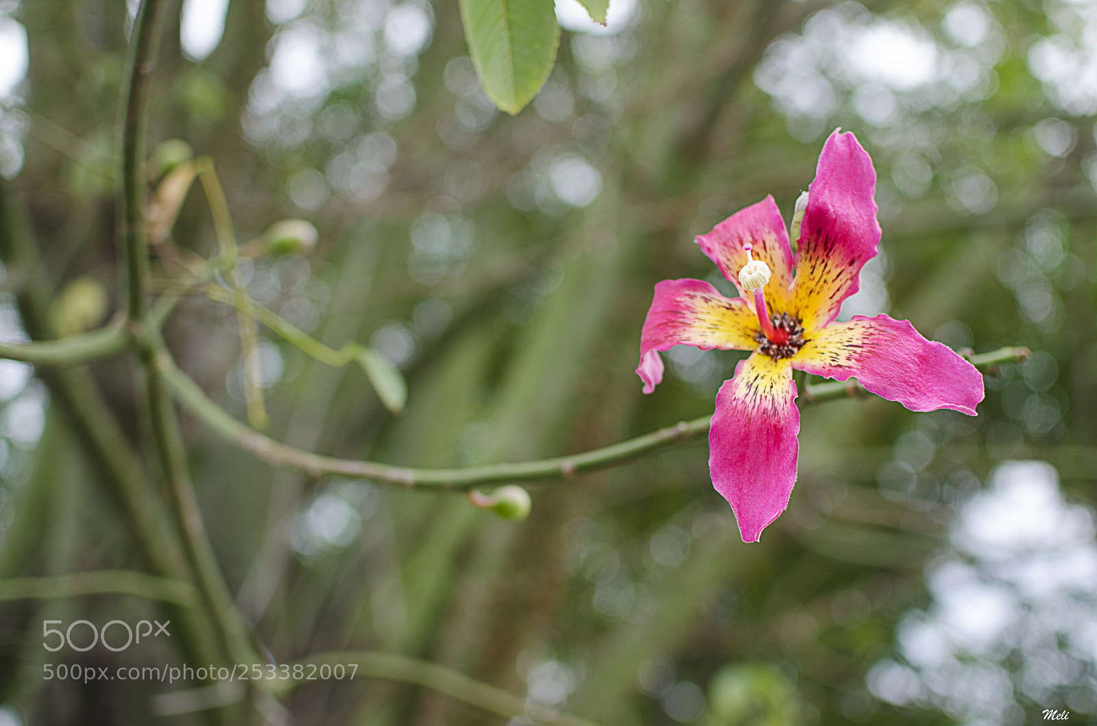 Nikon D5100 sample photo. Flor del palo borracho photography