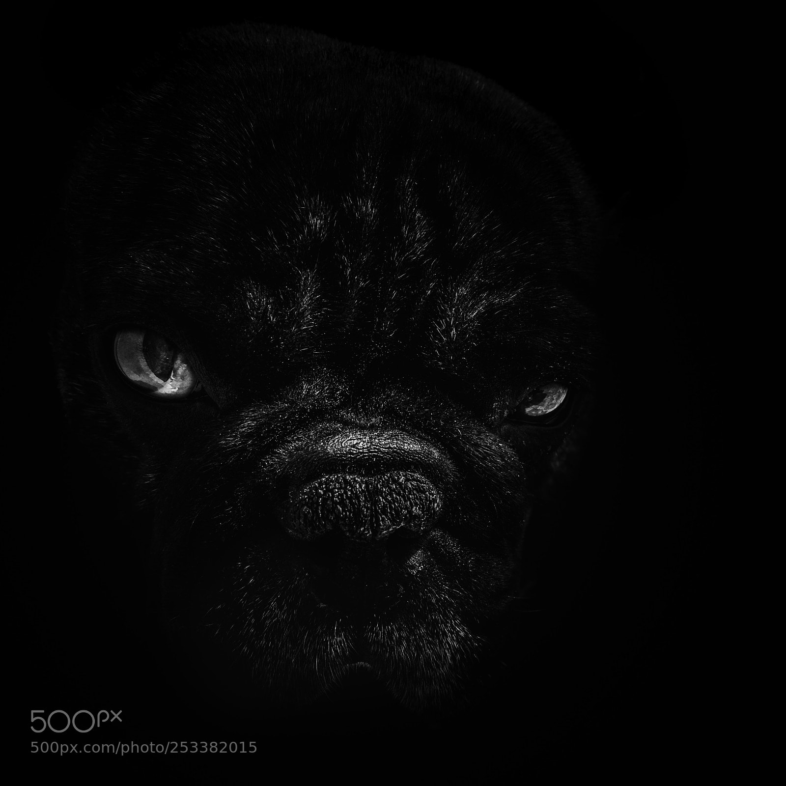 Nikon D7100 sample photo. Dog photography