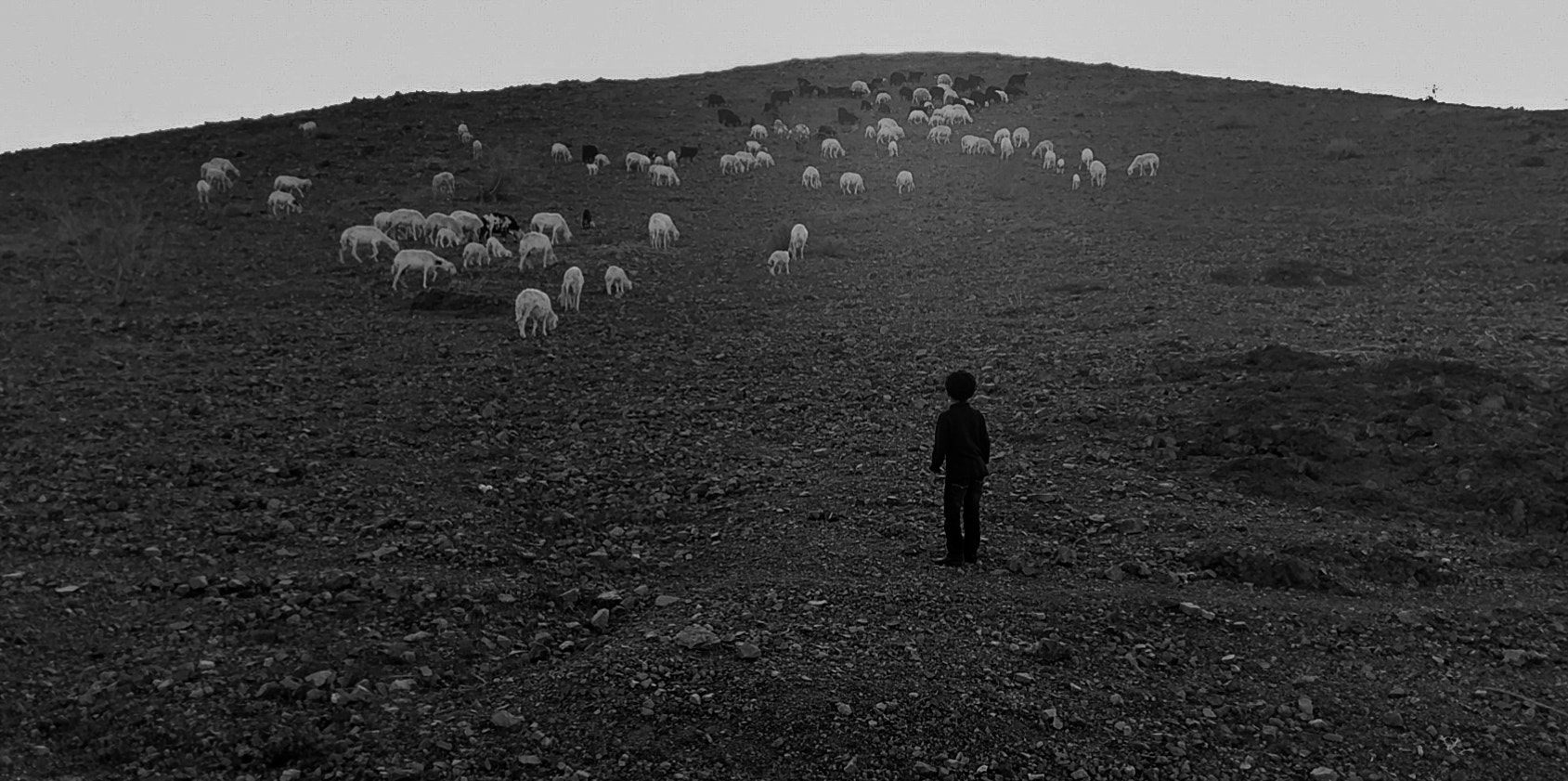 HTC 10 sample photo. Child with sheep photography