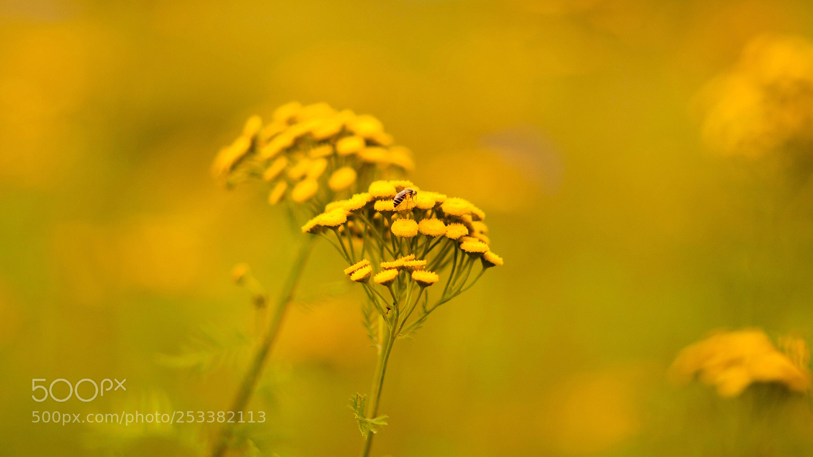 Canon EOS 5D Mark II sample photo. Yellow  photography