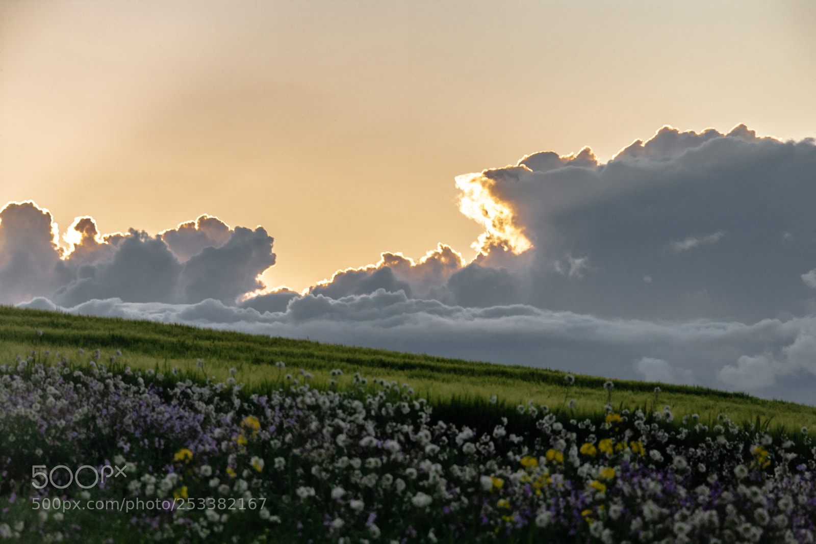 Canon EOS-1Ds Mark II sample photo. Garrigues landscape photography